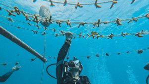 restoring-Colombias-coral-reefs-02