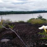 Lagunita de Ratoìn. Isla de Ratoìn. Municipio Atures. Amazonas ©FAO Noel Padilla-Fernaìndez