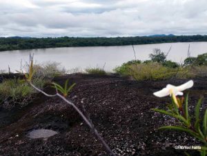 Lagunita de Ratoìn. Isla de Ratoìn. Municipio Atures. Amazonas ©FAO Noel Padilla-Fernaìndez