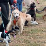 Alcalde Manuel Ferreira ofreció fin de semana para mascotas con actividades de socialización y excursión (1)