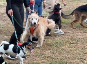 Alcalde Manuel Ferreira ofreció fin de semana para mascotas con actividades de socialización y excursión (1)