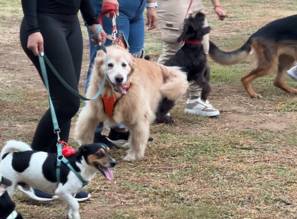 Alcalde Manuel Ferreira ofreció fin de semana para mascotas con actividades de socialización y excursión (1)