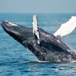 ballenas-delfines---1005