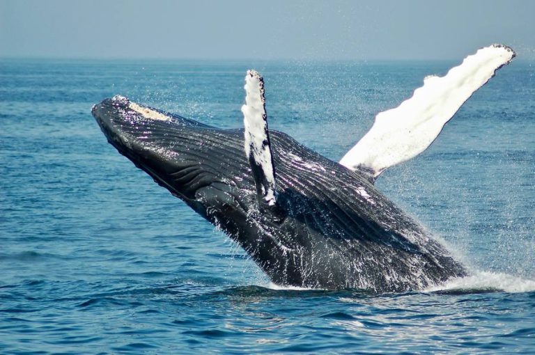 ballenas-delfines---1005