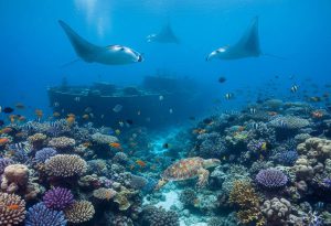 La restauración de los arrecifes de coral podría aumentar los rendimientos de productos del mar en un 50%