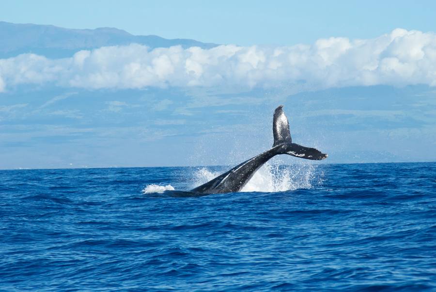 diaoceanos4